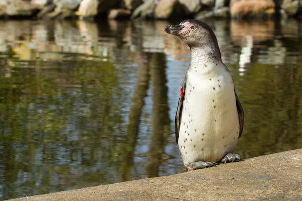 Humboldt Пінгвин — стокове фото