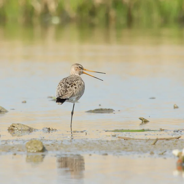 Black Tailed Godwit in the water — стоковое фото