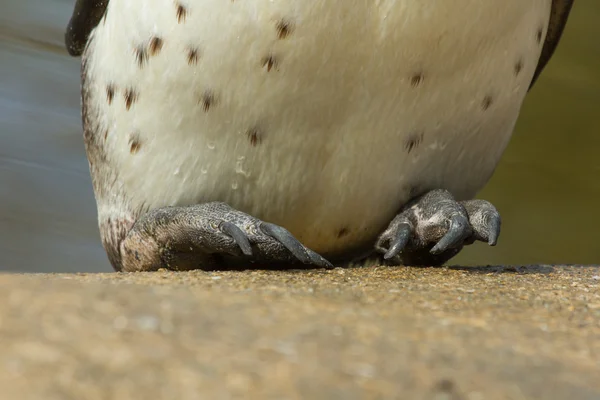 Los pies de un pingüino Humboldt — Foto de Stock