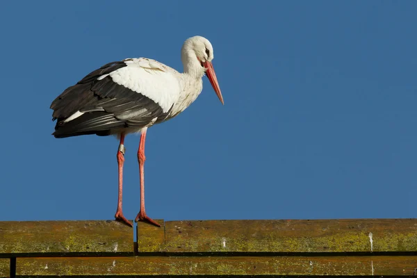A stork on a roof — Stock Photo, Image