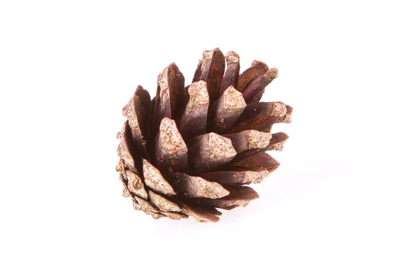 Um cone de pinheiro — Fotografia de Stock