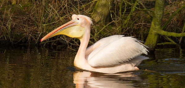 Um pelicano nadador — Fotografia de Stock