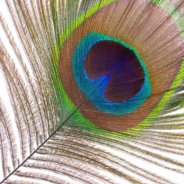 Feathers of a male peacock — Stock Photo, Image