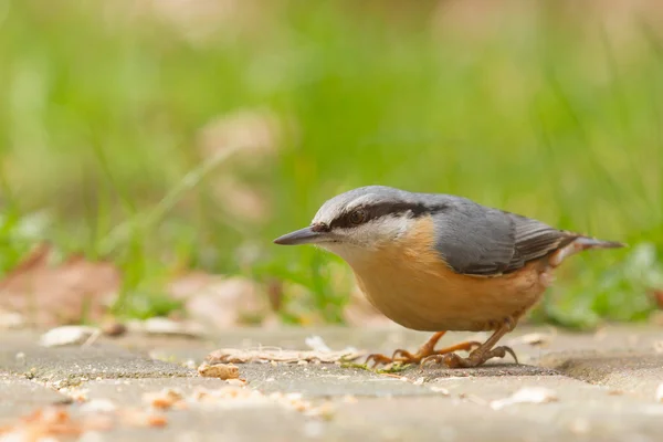 A Nuthatch on the ground — Stock Photo, Image