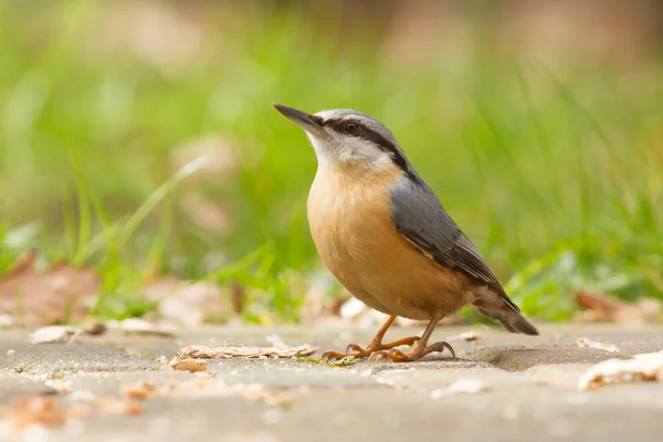 En nötväcka på marken — Stockfoto