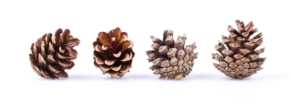Pine cones isolated on white — Stock Photo, Image