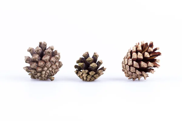 Conos de pino aislados en blanco —  Fotos de Stock