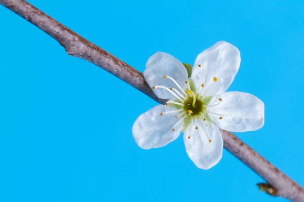 stock image Flower in a tree