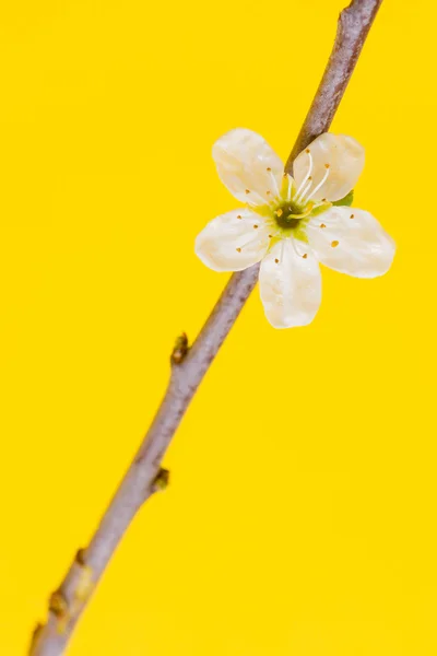 Цветок на дереве — стоковое фото