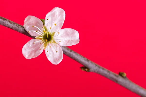 Bir ağacın çiçek — Stok fotoğraf