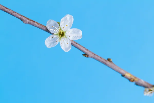 Blume in einem Baum — Stockfoto
