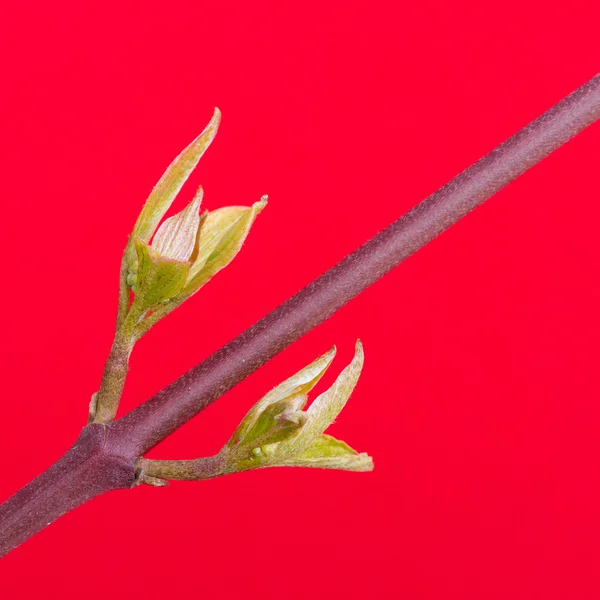 봄의 나무 — 스톡 사진