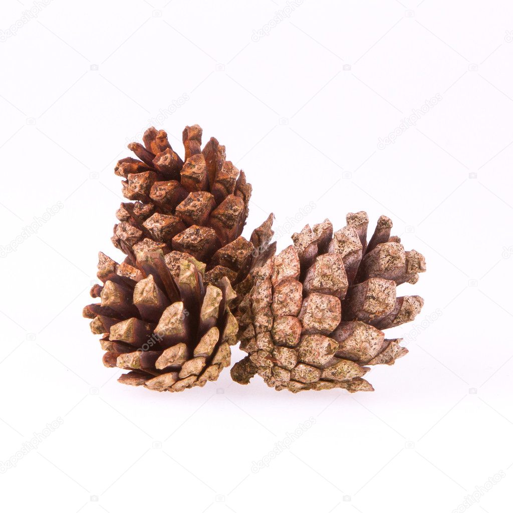 A few pine cones