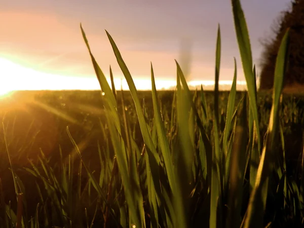 Grass at sunset — Stock Photo, Image