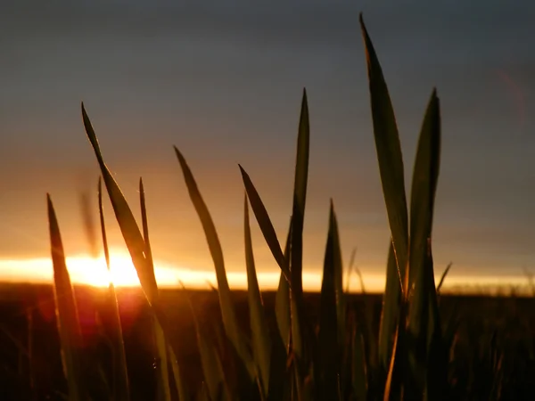 Gräs vid solnedgången — Stockfoto
