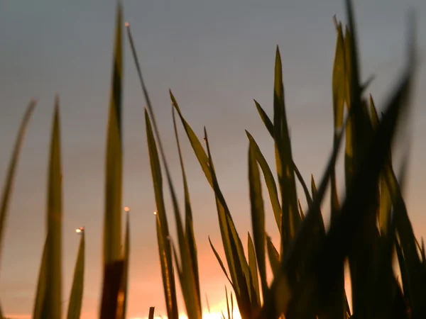 Gräs vid solnedgången — Stockfoto