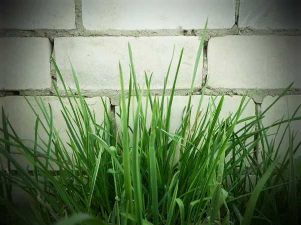 Gras tegen een bakstenen muur — Stockfoto