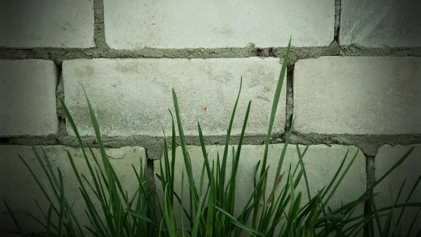 Трава у кирпичной стены — стоковое фото