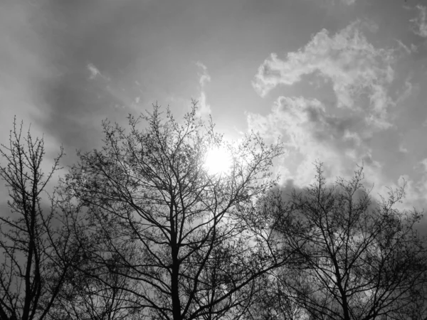 Drzewo i słońce — Zdjęcie stockowe
