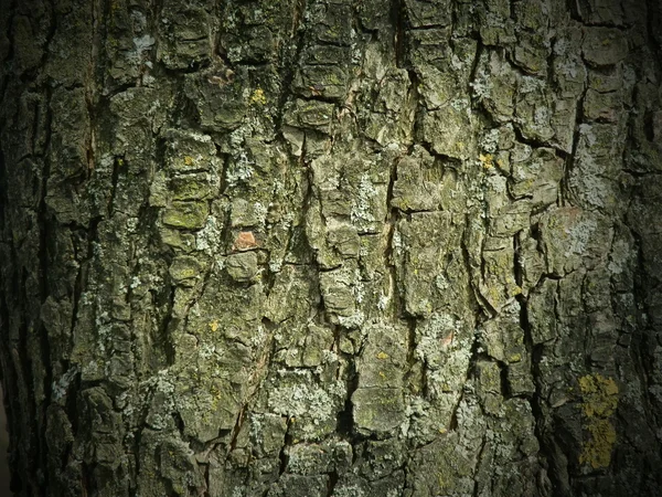 La texture de l'écorce d'arbre — Photo