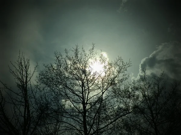 나무와 태양 로열티 프리 스톡 이미지