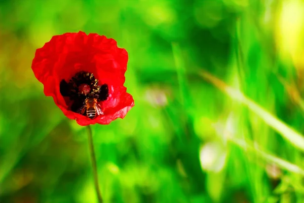 Poppy and spring — Stock Photo, Image