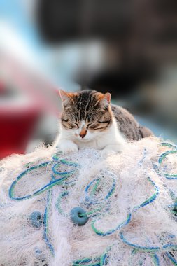 Cat is on fishermen's net clipart