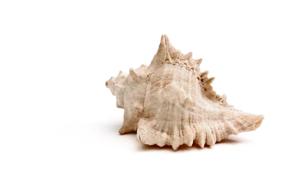 stock image Sea shell on white