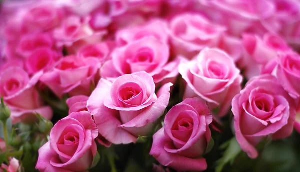 Rosa rosa flores Imágenes de stock libres de derechos
