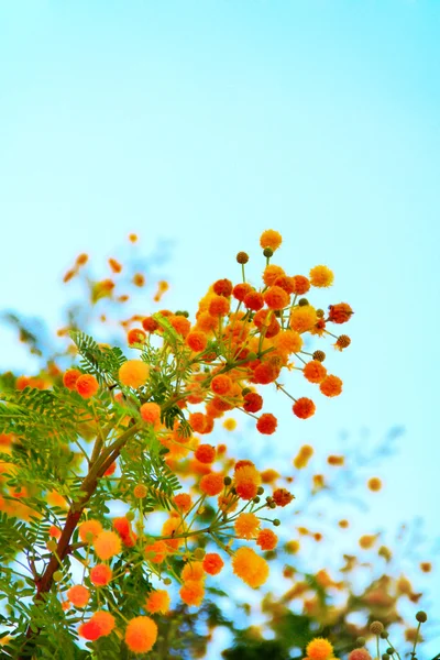 stock image Spring flowers