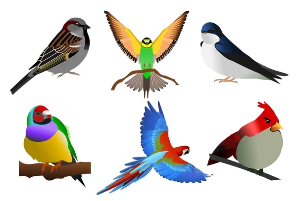 다채로운 새 들 — 스톡 벡터