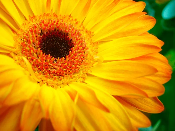 Bela flor de gerbera — Fotografia de Stock