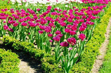 Güzel bahar lale çiçekleri