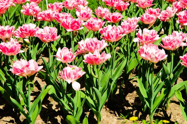 stock image Beautiful spring tulip flowers