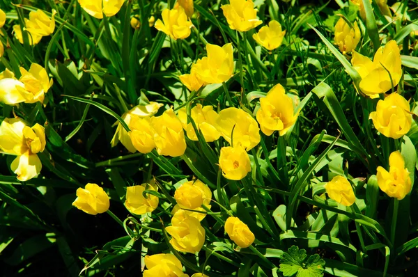 Mooie lente tulp bloemen — Stockfoto
