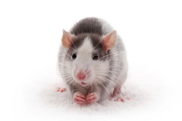 Rato cinzento doméstico bonito — Fotografia de Stock