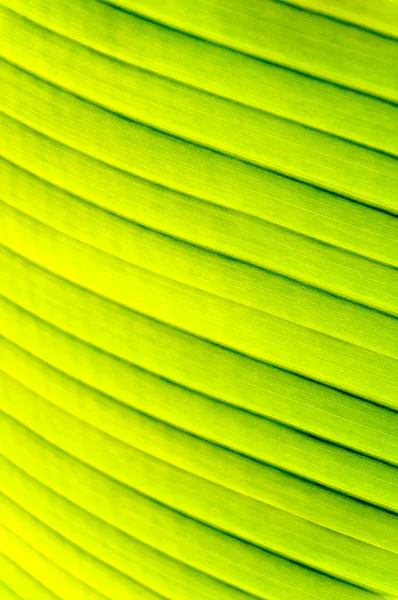 stock image Green stripes