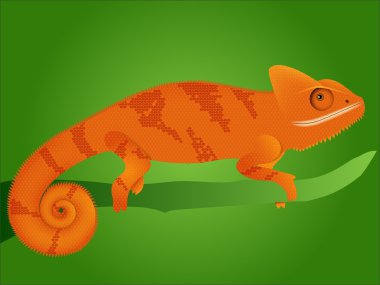 Chameleon on green background clipart