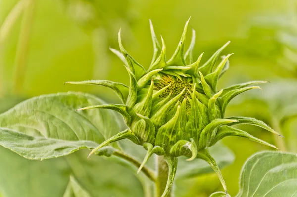 stock image Sunflower