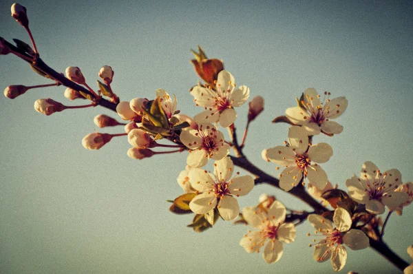 Třešňový květ retro design — Stock fotografie