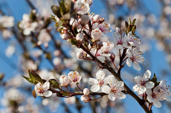 Flores de cereza —  Fotos de Stock