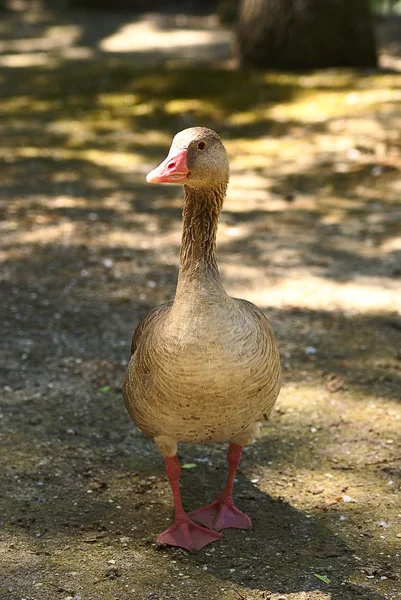 Duck on walk — Stock Photo, Image