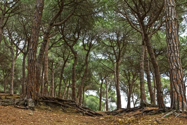 stock image Mediterranean pine forest