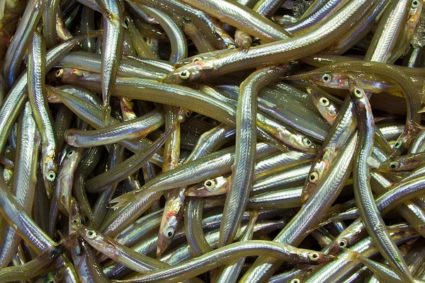 Stock image Mediterranean sand eel (Gymnammodytes cicerelus)