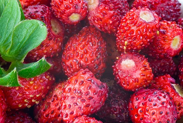Wild strawberries close-up photo — Stock Photo, Image
