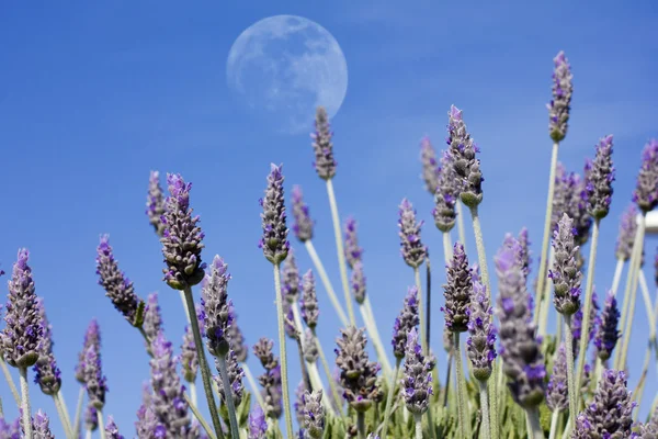 Lavender moon Stock Picture