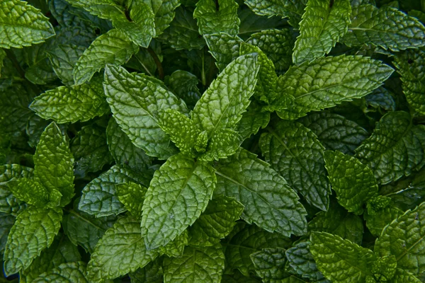Peppermint Stock Picture