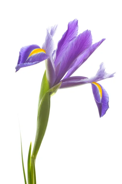 Lila Irisblüte lizenzfreie Stockfotos