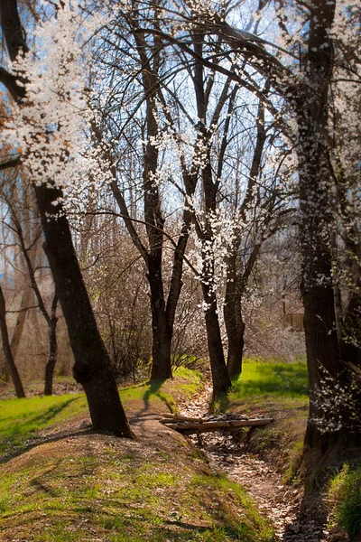 Kış uyanış orman