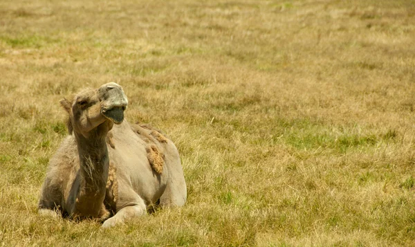 Kamel på gräset — Stockfoto